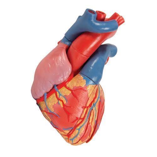 Magnetic Heart Model F185