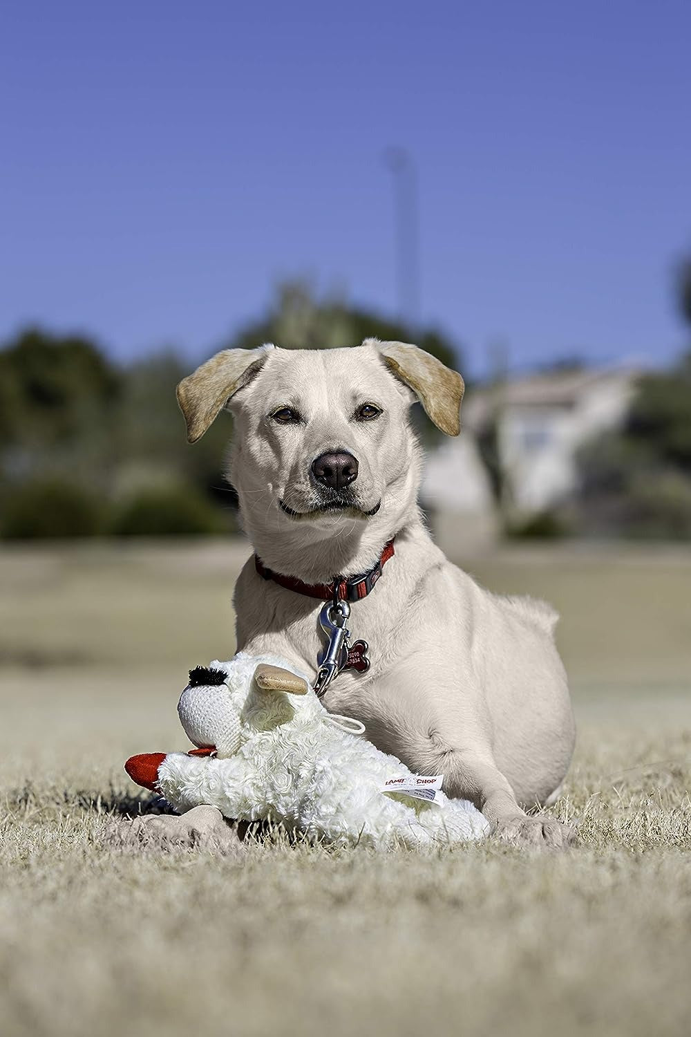Plush Toy Lambchop Dog Toy for Small Dog Breeds I8238