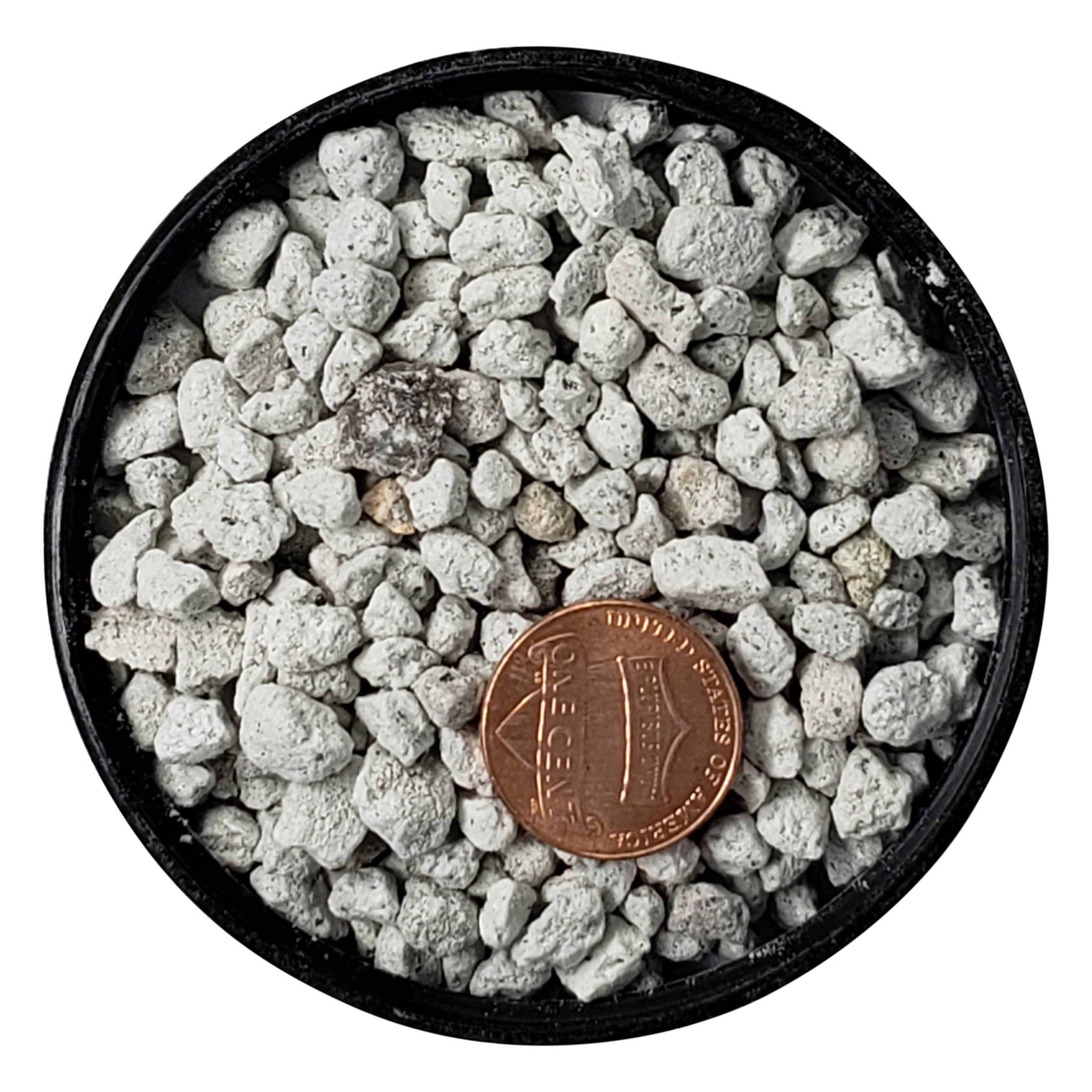 1.25 Dry Quarts Pumice Z682