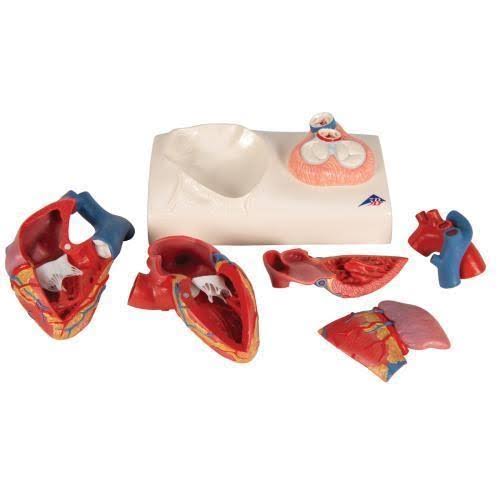 Magnetic Heart Model F185