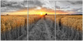 3 Pieces Golden Wheat Field Texas Sunset Canvas Wall Art M388891
