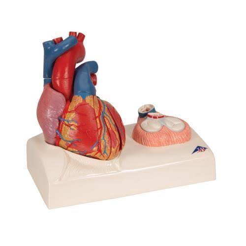 Magnetic Heart Model F185