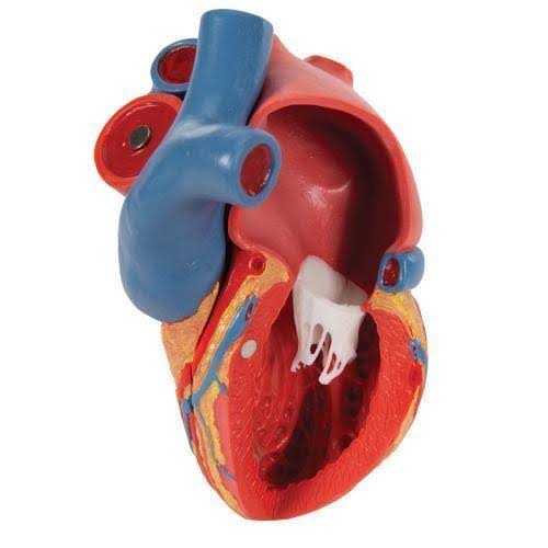 Magnetic Heart Model F185