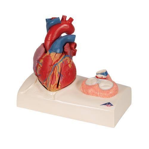 Magnetic Heart Model F185