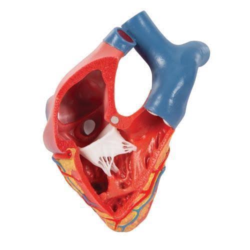 Magnetic Heart Model F185