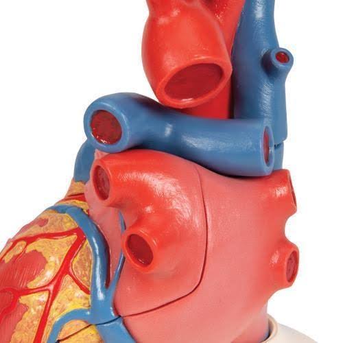 Magnetic Heart Model F185